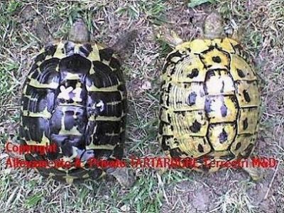 TARTARUGHE TERRESTRI (Tutta ITALIA)