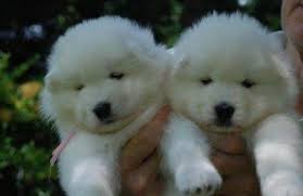 Cuccioli di Samoiedo stupend