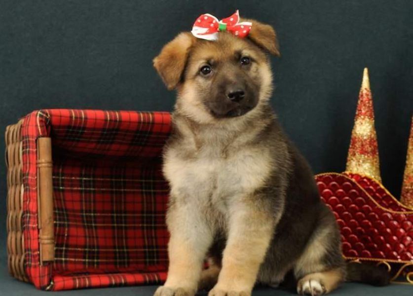 Cuccioli di pastore tedesco