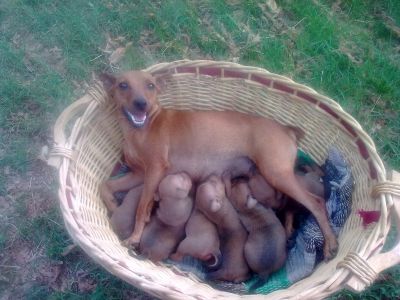 Cerco Cuccioli Di Chihuahua In Regalo A Roma Regalo Butsudan