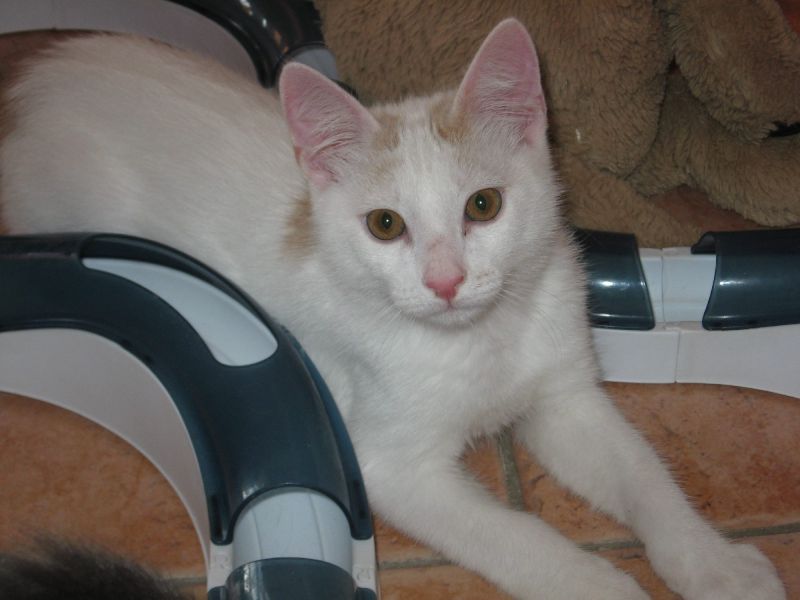 Candido bianco e morbido cucciolo