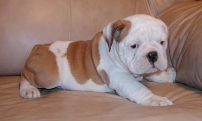 Piacevole cuccioli di bulldog inglese per voi