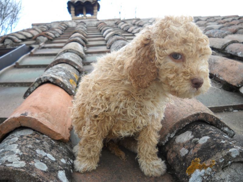 Cani da tartufo cuccioli e adulti