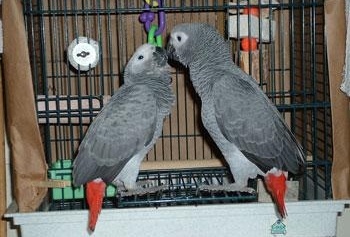 Vendita ingrosso uccelli e altri animali