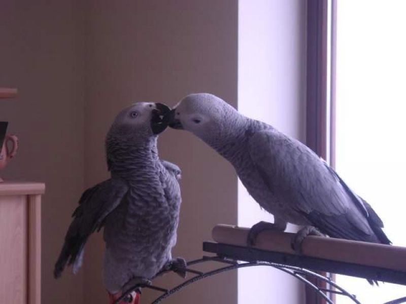 Coppia di pappagalli cenerino in regalo
