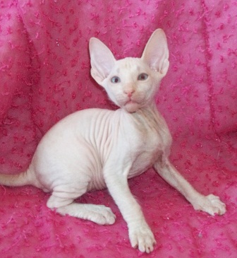 PETERBALD(Petersburg Sphynx)SIAMESE/ORIENTALE NUDO!