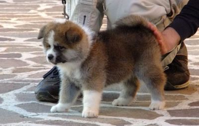 Akita cucciola