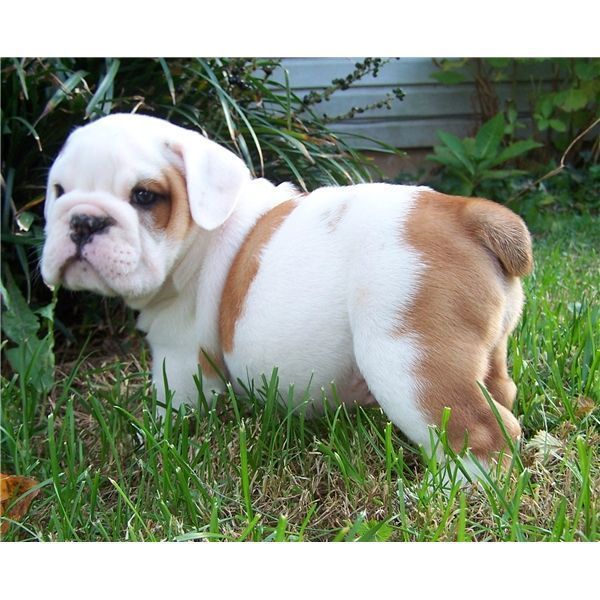  Regalo cuccioli di bulldog inglese