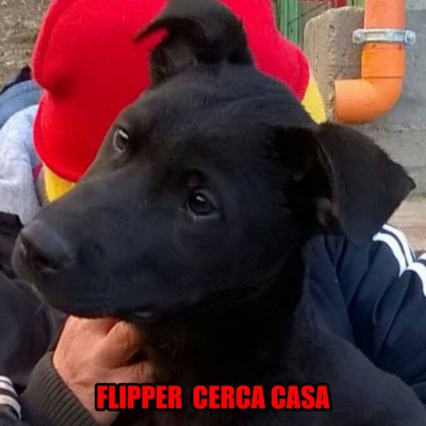 Flipper cerca casa