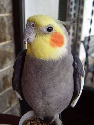 PAPPAGALLI