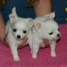 12 settimane cuccioli di Chihuahua. Annunci Cani