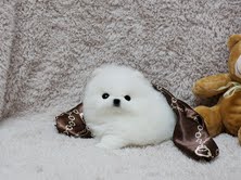  Regalasi pomerania toy