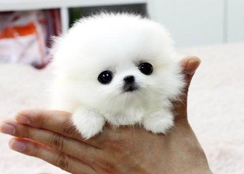 Urgente Offerta: Regalo Cuccioli Volpino Della Pomerania