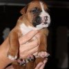 Cuccioli Boxer carino per la ricerca di una buona case