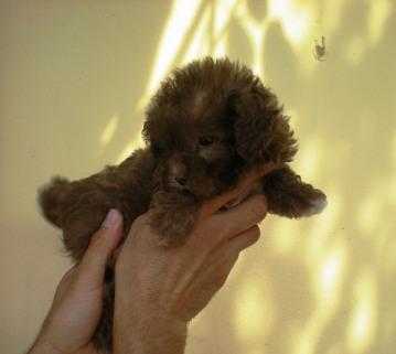 Cuccioli In Regalo Foggia Acqua Minerale Vittoria