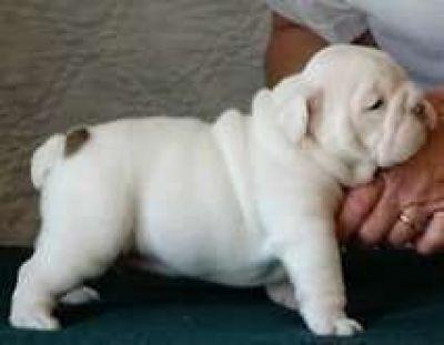 wesome Bulldog inglese cuccioli per l'adozione.