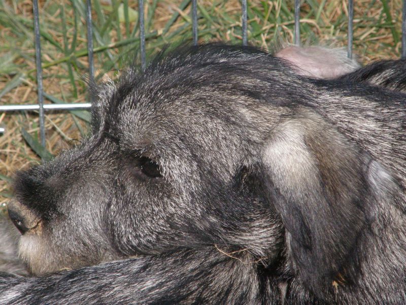 Schnauzer medi sale e pepe