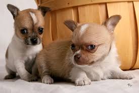 Sale chihuahua mini toy regalo brescia cerco uomo Sale chihuahua mini toy regalo brescia cerco uomo