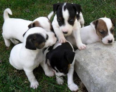 Cuccioli di Jack Russell Terrier