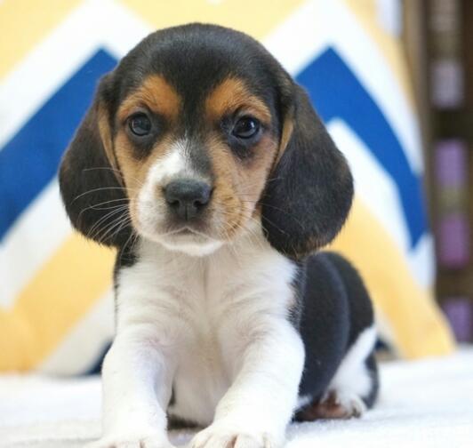 Splendido pedigree BEAGLE