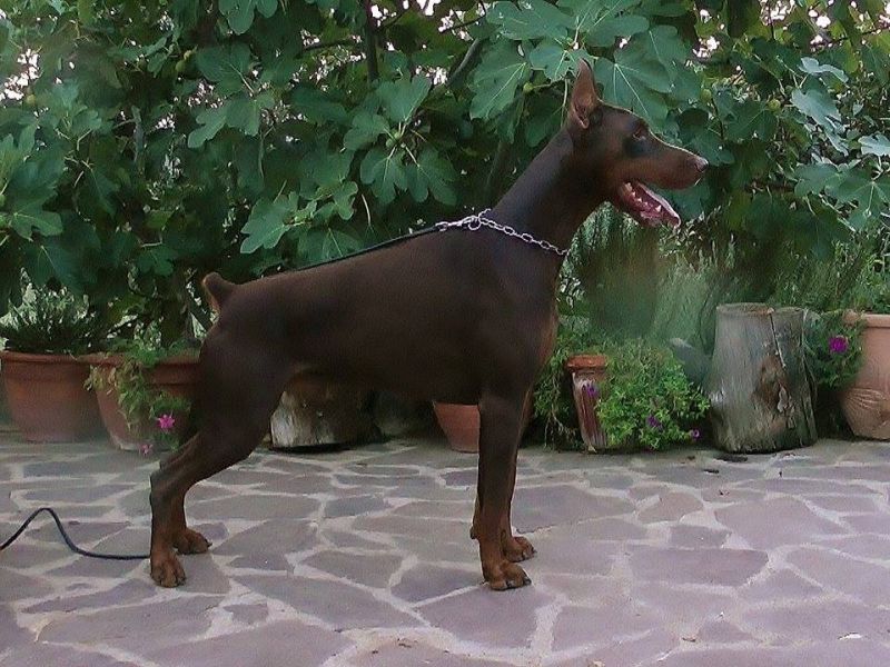 Cuccioli dobermann
