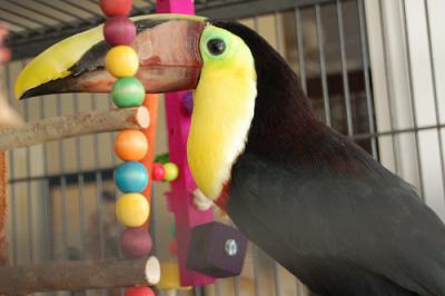 Adorabile   coppia di   Toco   tucano