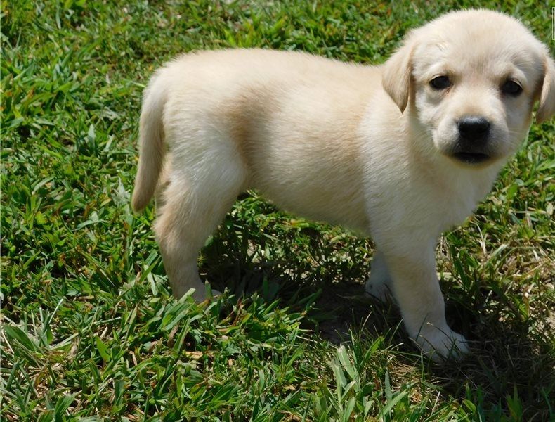 Splendido Labrador