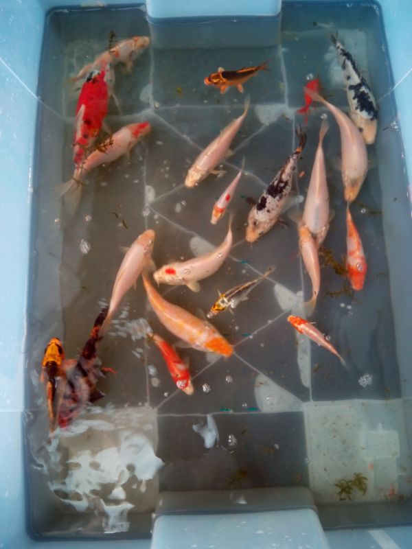 Carpe Koi