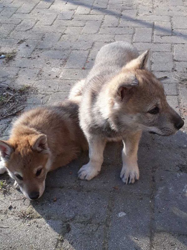 Cuccioli di cane lupo cecoslovacco