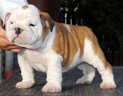 Tenerissimi cuccioli di bulldog inglese