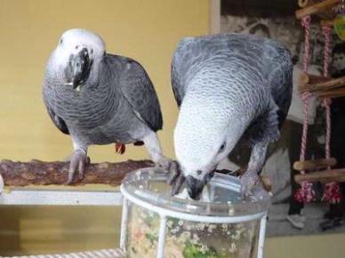 Pappagalli africano grigio per Natale