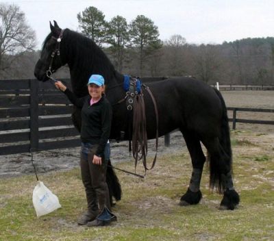 REGALO BELLISSIMO CAVALLO FRISONE PER LA'ADOZIONE GRATIS