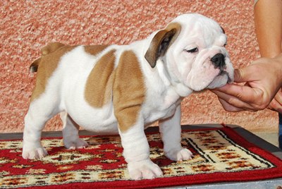 Cuccioli Bulldog Inglese Regalo Reggio Emilia Vinci 2004 Online Za Darmo