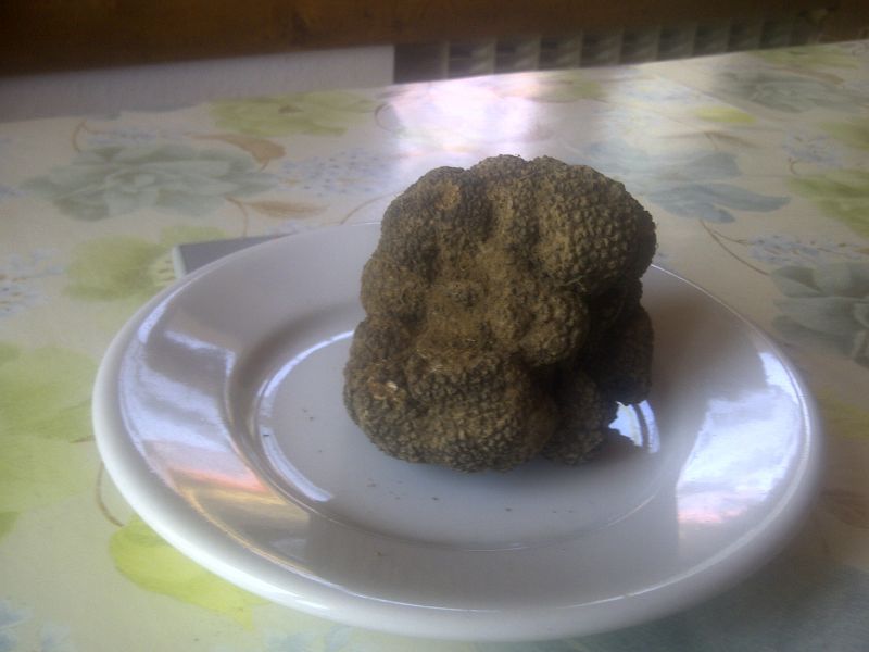 Tartufi neri estivum uncinatum