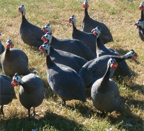 Polli, faraone, capponi, galline ruspanti