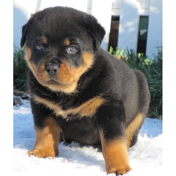 Rottweiler cuccioli per Natale