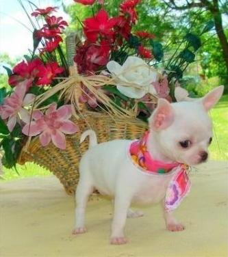 Adorabile cuccioli di chihuahua per l'adozione