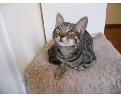 Pensione domestica per gatti e cat sitter a domicilio