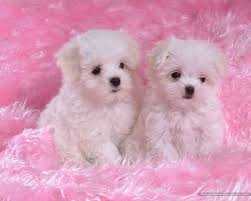 Cuccioli di maltese mini toy