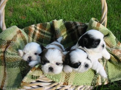 Sani Shih Tzu cuccioli per l'adozione
