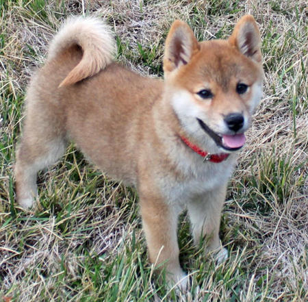 Shiba Inu di razza puro