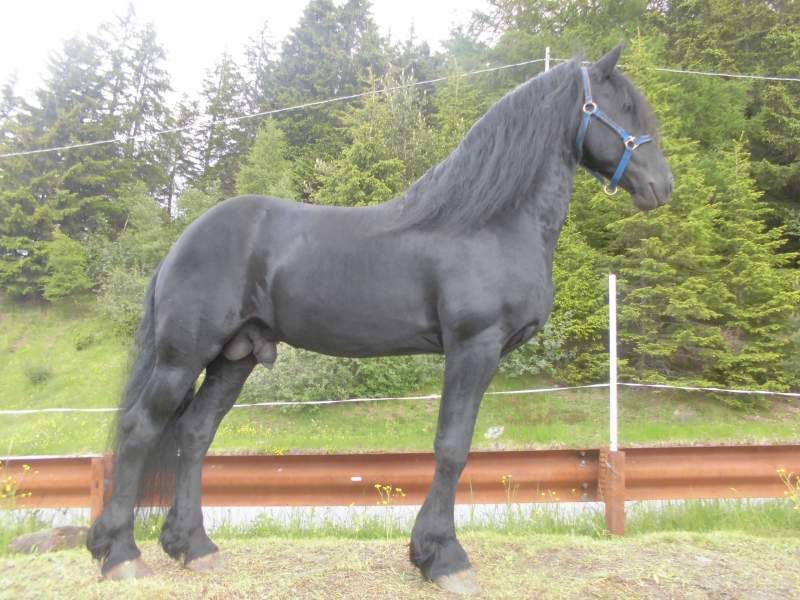    Cavallo frisone 8 anni