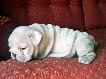 Bulldog Inglese Regalo Friuli Venezia Giulia Premio Marketing Best