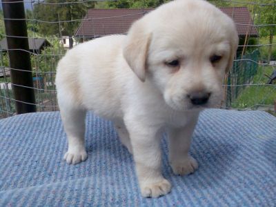 Labrador retriever