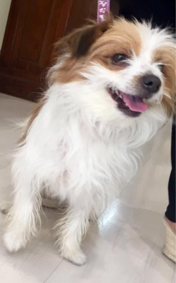 Cagnolino mignon