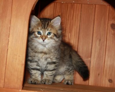 Cucciolo gatto siberiano