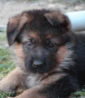 Pastore Tedesco Cuccioli