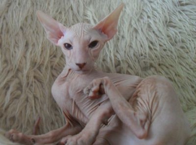 PETERBALD(Petersburg Sphynx)SIAMESE/ORIENTALE NUDO