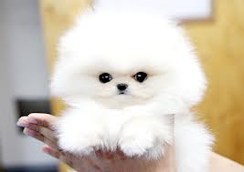 Pomerania cuccioli disponibili