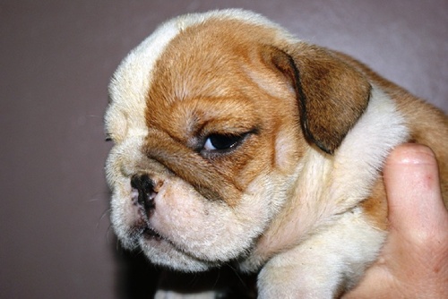 Cuccioli di bulldog inglese